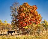 Autumn Horse_16839